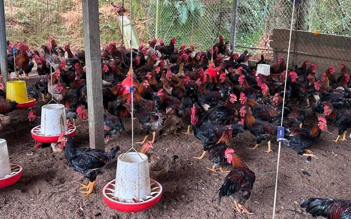 Mô hình nuôi gà khá độc đáo của anh Quang