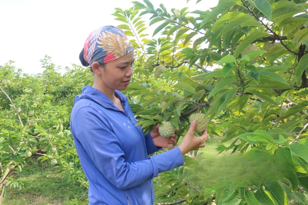 Người dân thôn Quán Thanh, xã Chi Lăng chăm sóc na (1)