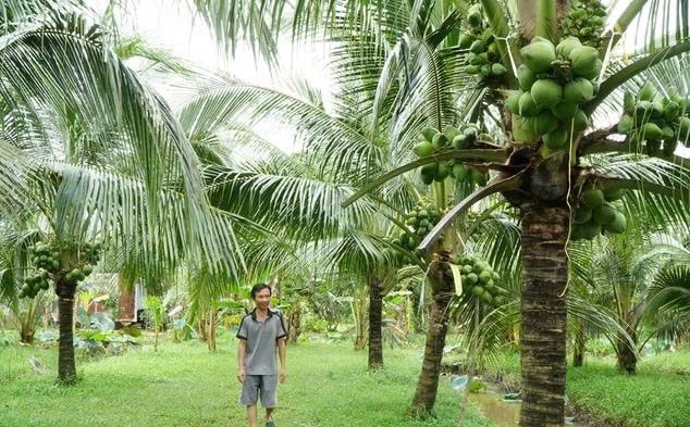 Khu vực trồng dừa nhà ông Như