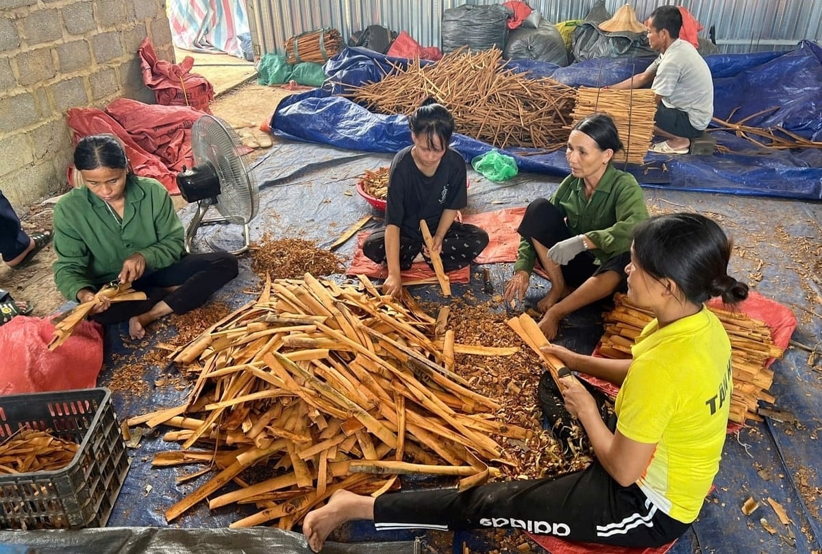 Nông dân đang sơ chế quế trước khi làm thành phẩm