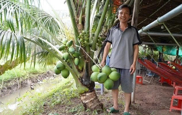Ông Như chia sẻ về giống dừa độc đáo