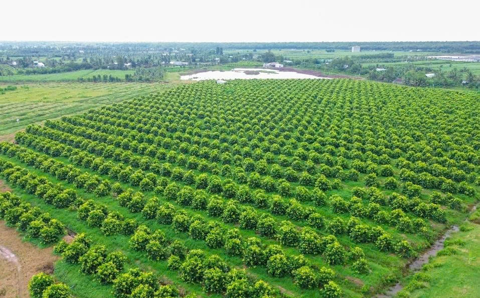 Khu vực trồng mận Sân Tiên