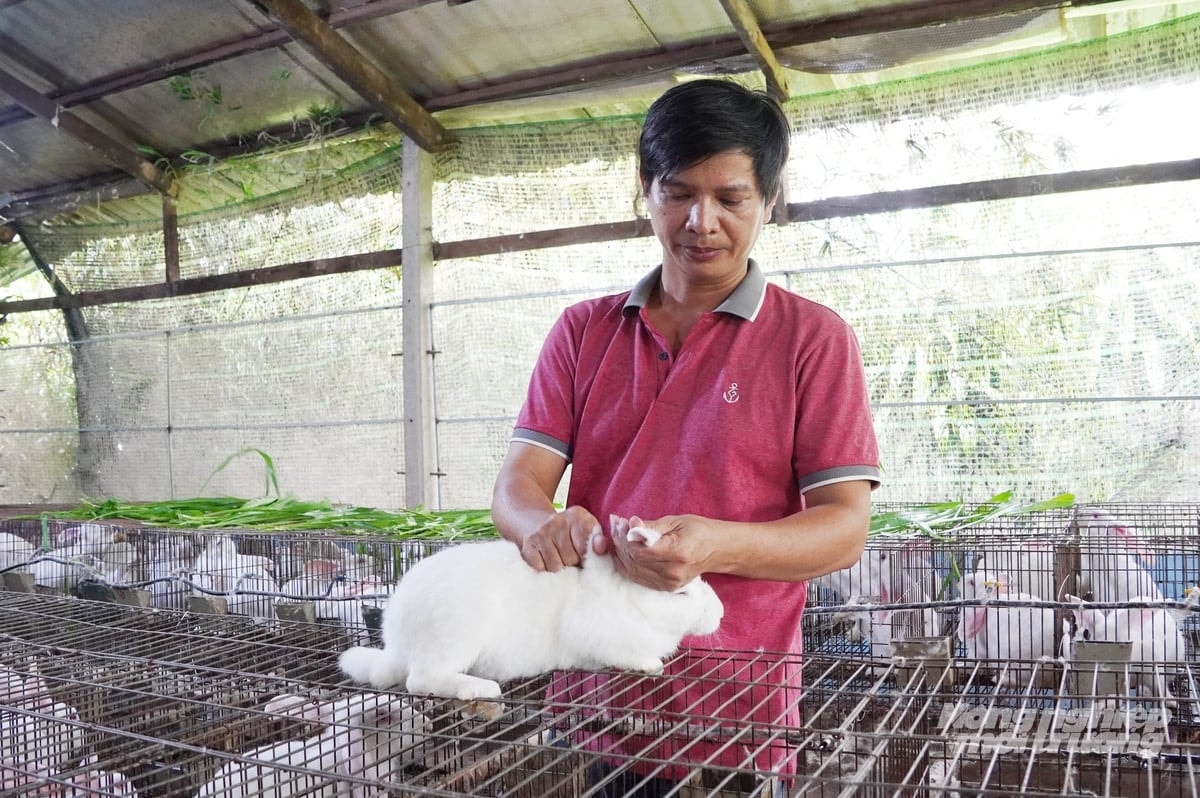 Mô hình nuôi thỏ của HTX An Nhơn Tây