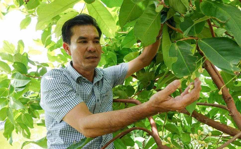 Ông Phục chia sẻ bí quyết thành công của trái mận Sân Tiên