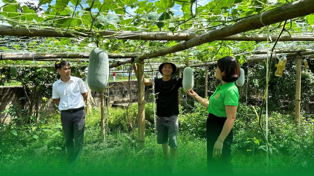 Trồng bí đem lại thu nhập tốt hơn cho người dân xã Văn Bàn (1)