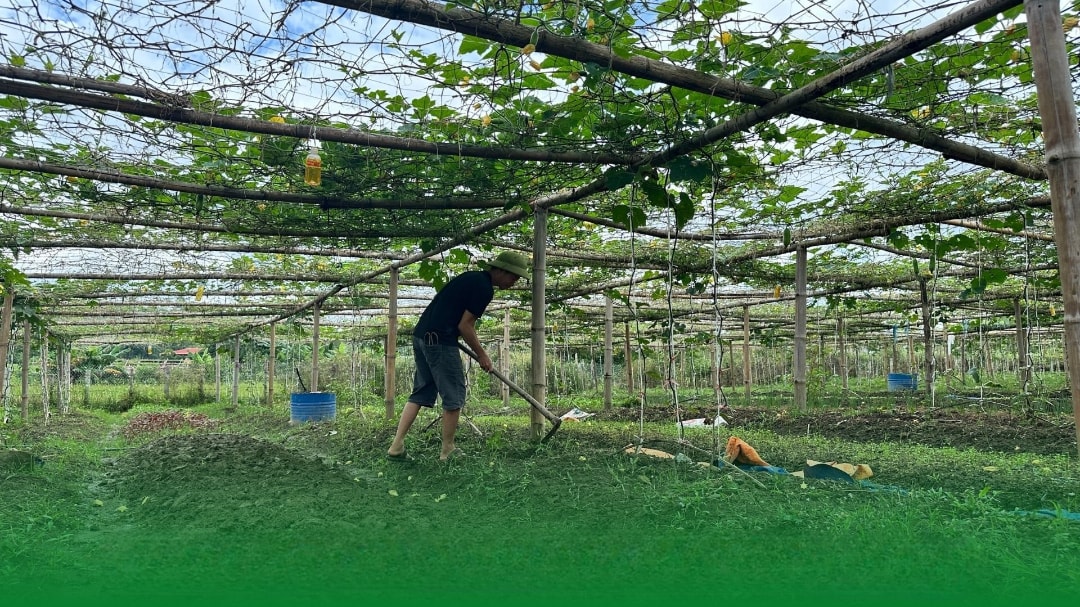 Vườn bí nhà anh Bình (1)