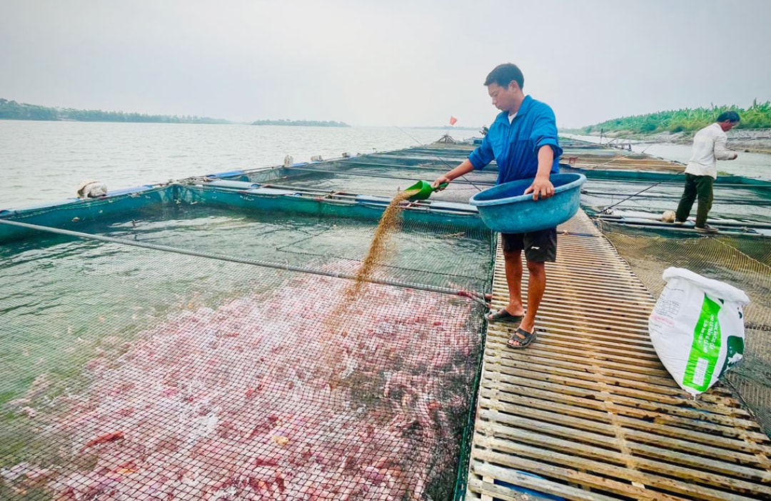 Anh Thành đang cho cá ăn (1)