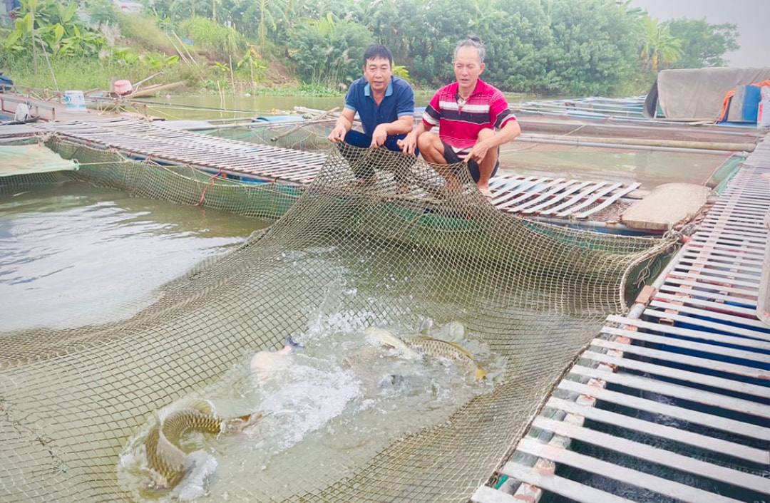 Ông Lê Minh Hòa, thôn Việt Thắng (bên phải) đang kiểm tra lứa cá (1)