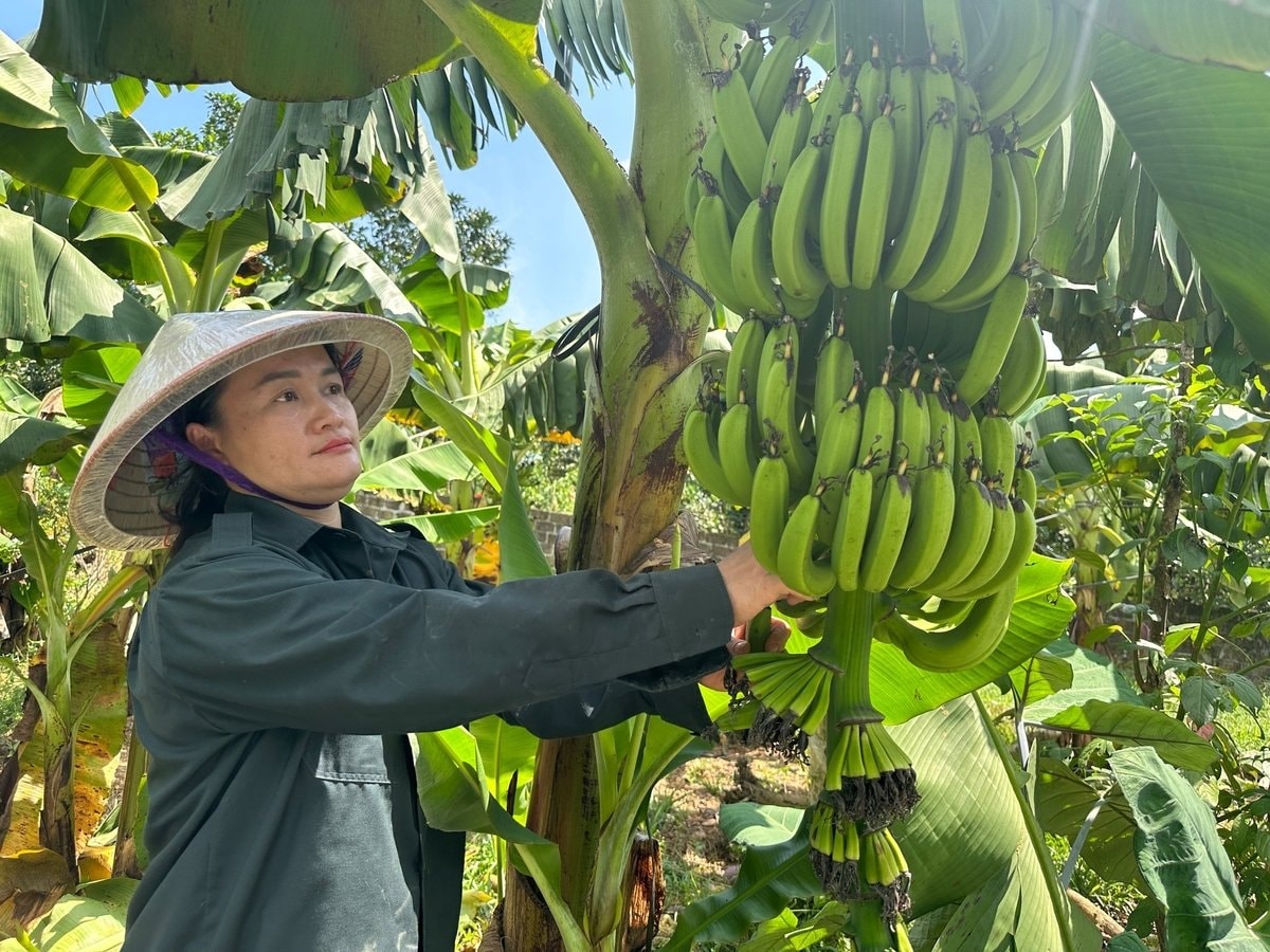 Chị Hồng đang kiểm tra từng buồng chuối