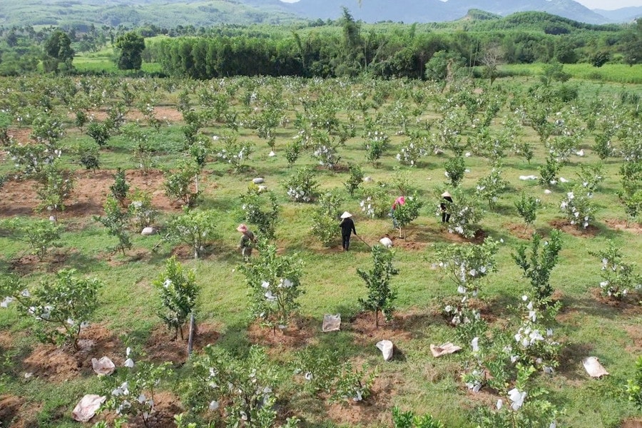 Vùng đất đồi cằn nay đã có sự thay đổi rõ rệt