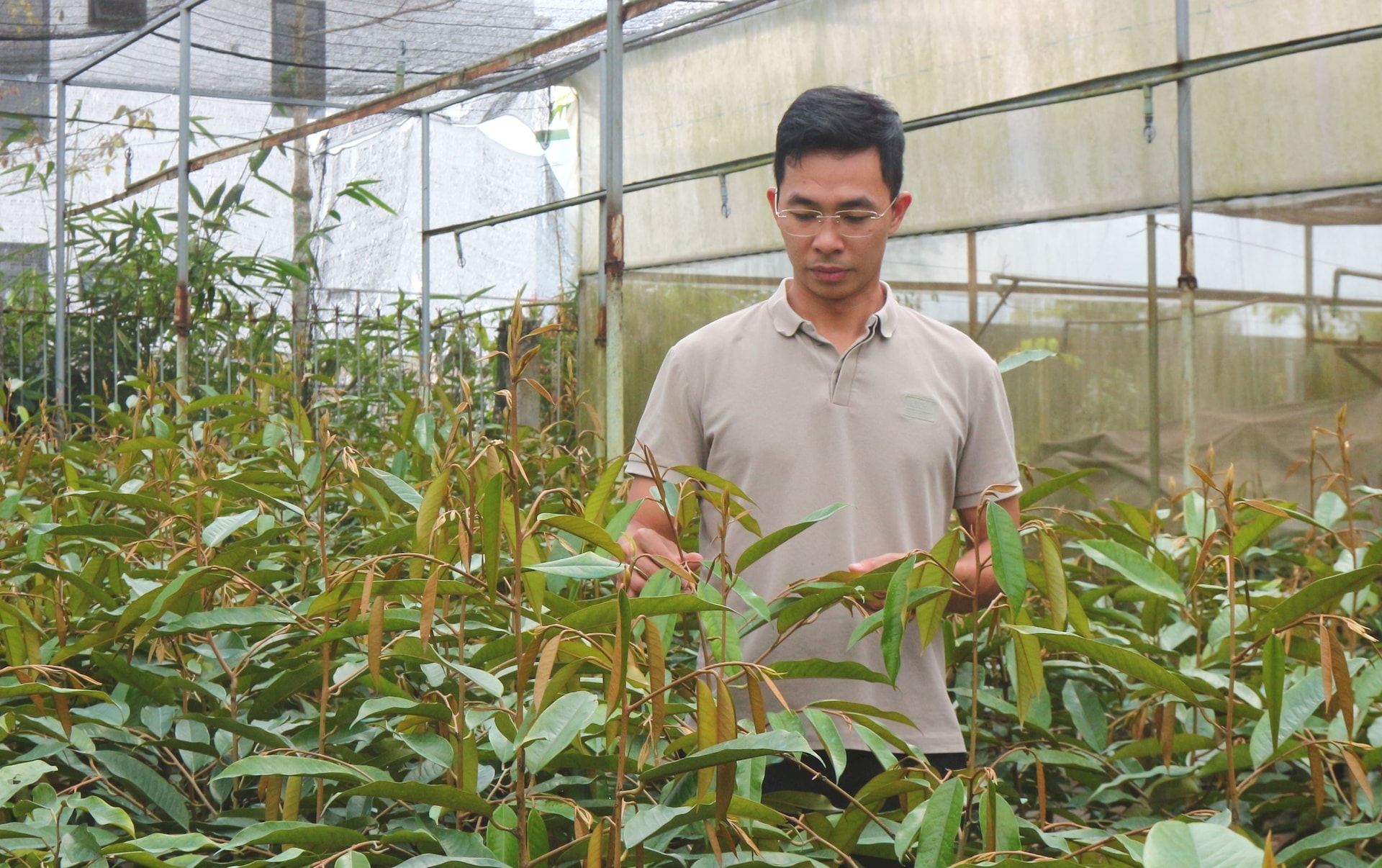 Nghề ươm cây giống mang lại thu nhập cao cho người nông dân