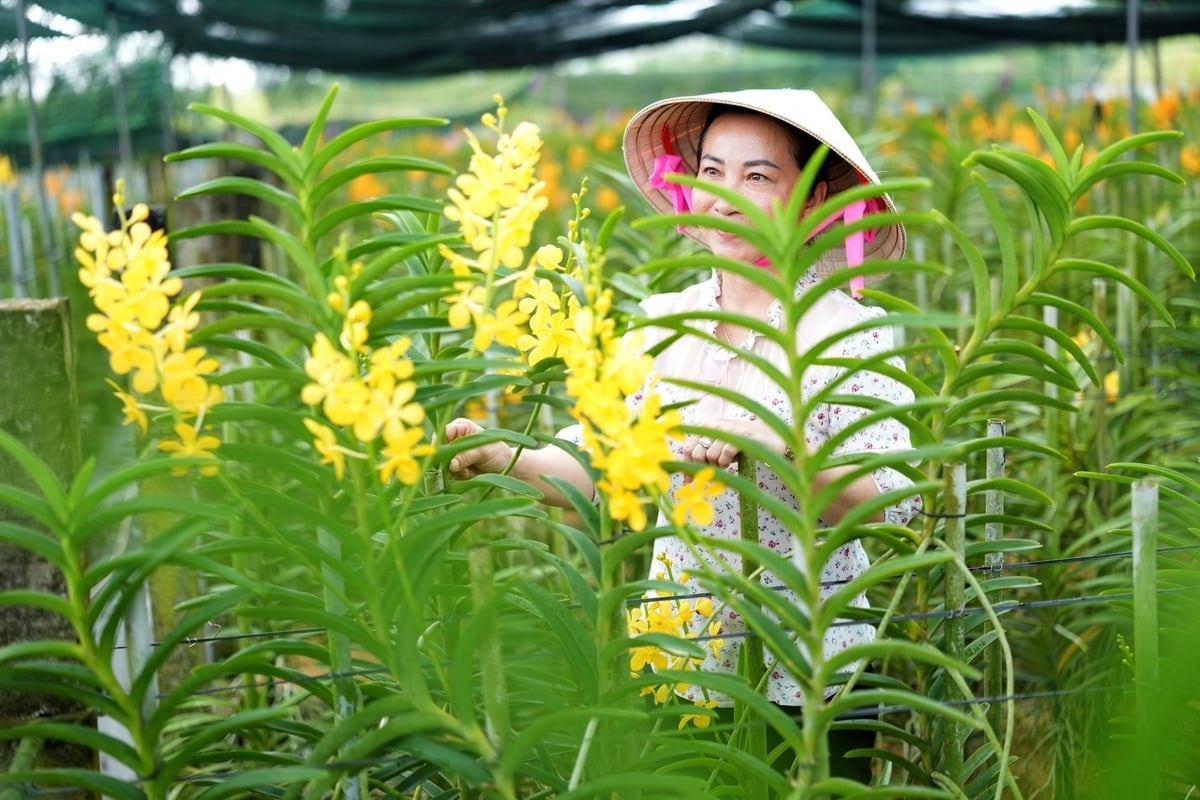 Nhờ trồng lan mà chị Huyền vừa có thu nhập tốt, vừa giúp nhiều chị em phụ nữ có việc làm