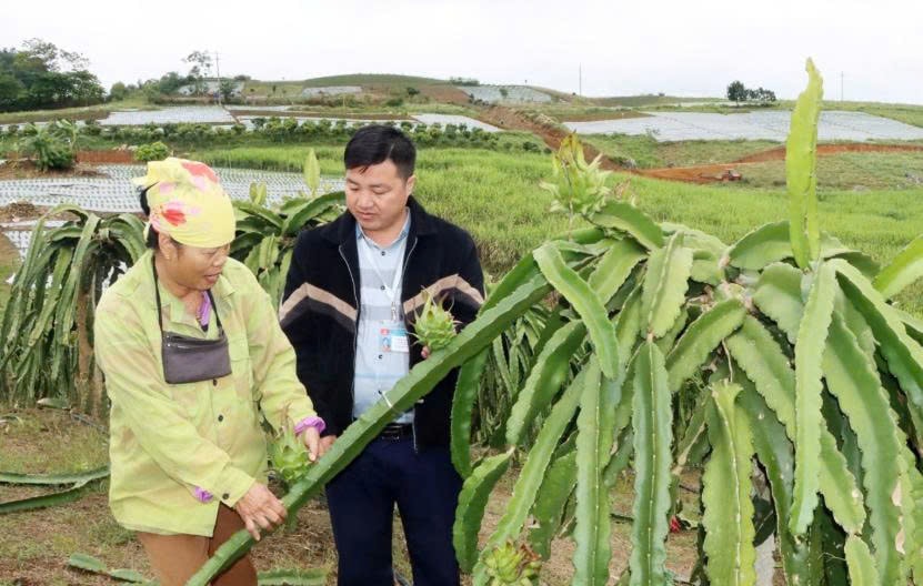 Mô hình trồng thanh long ruột đỏ