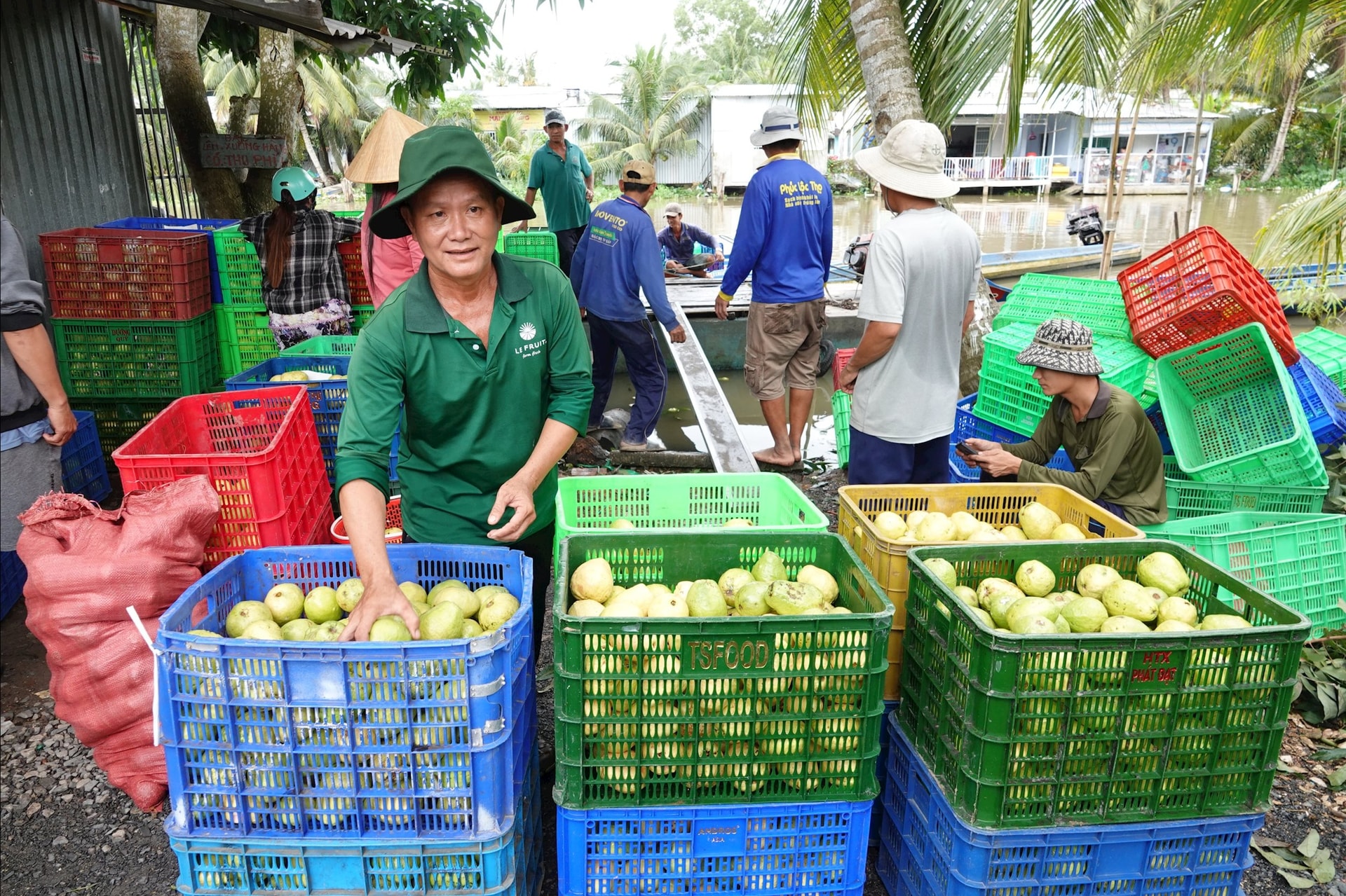 Ông Bé đang kiểm tra và đóng gói ổi để cung ứng ra thị trường