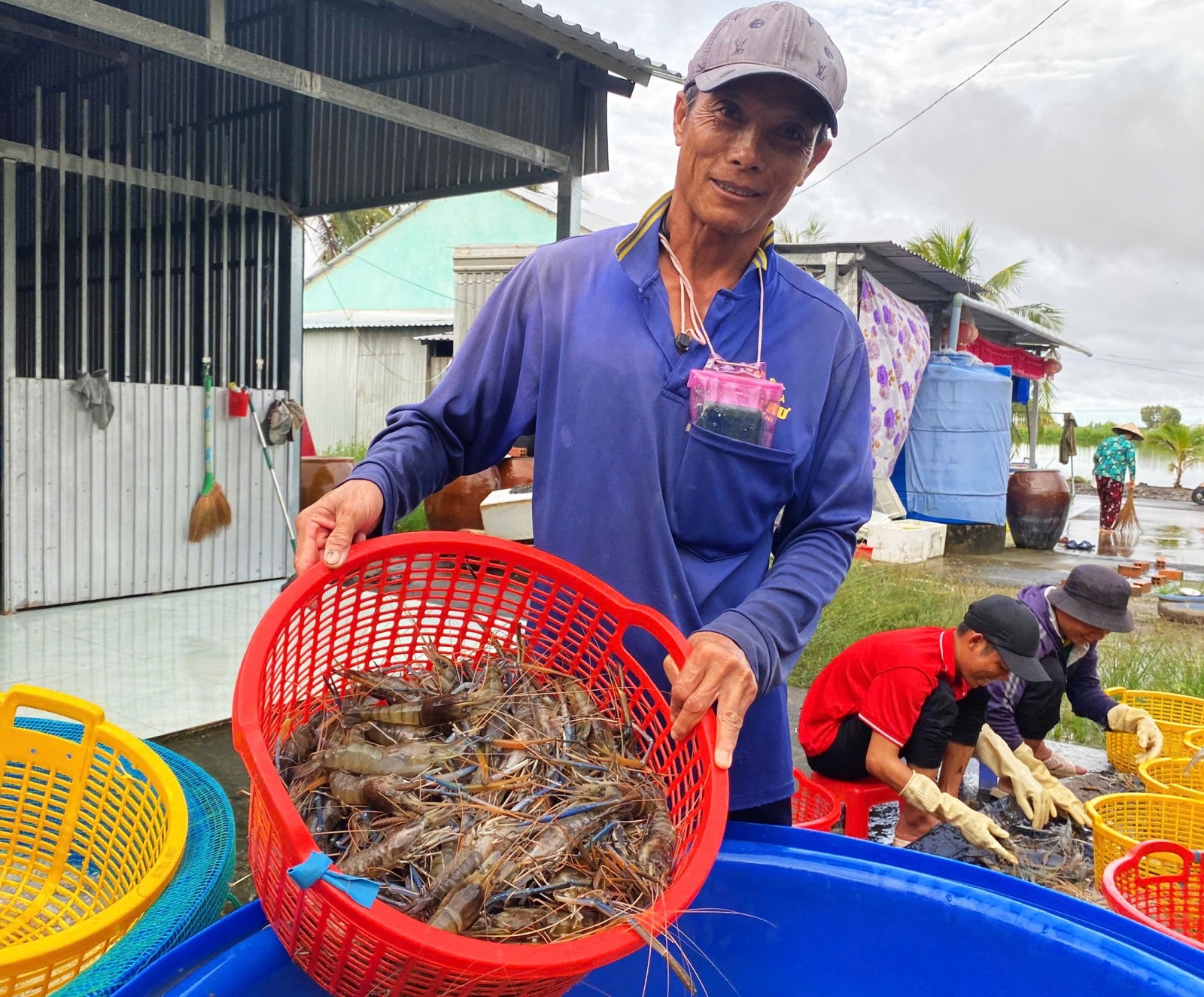 Tôm trúng mùa nên ai nấy cũng phấn khởi