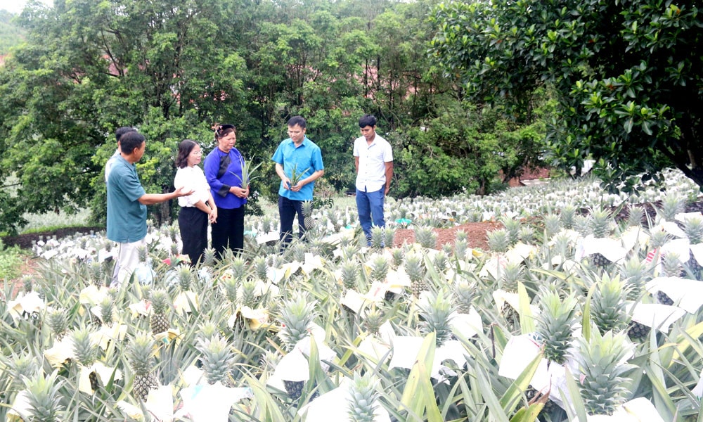 Mô hình dứa trái vụ tại xã Kép