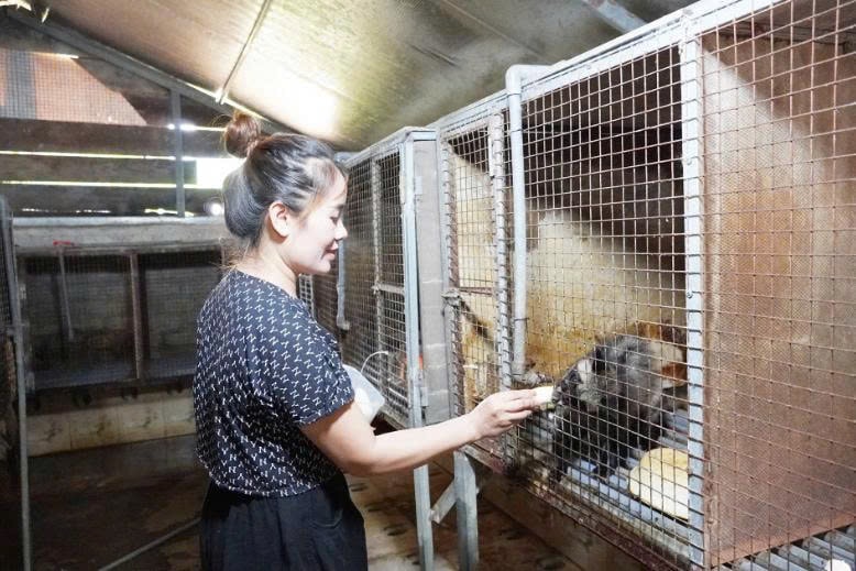 Chị Hương đang kiểm nha nơi nuôi chồn