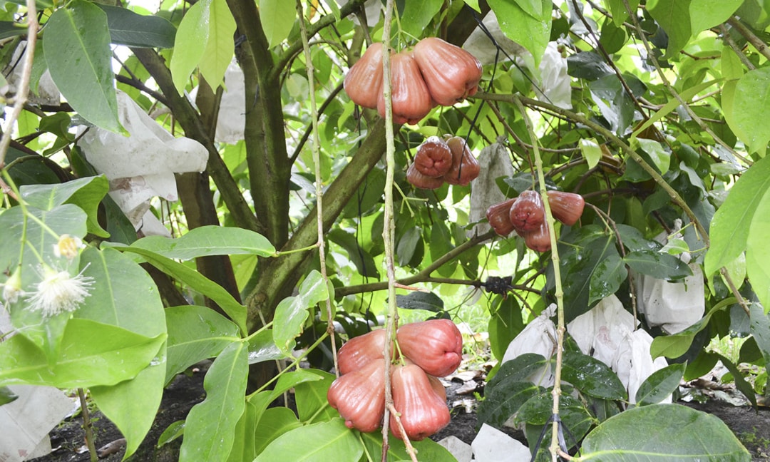 Trái mận hồng MST (1)