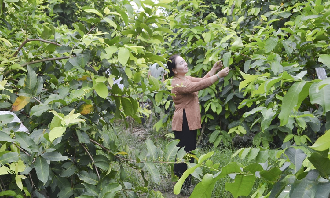 Vườn mận hồng nhà chị Hạnh (1)