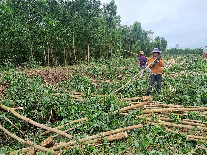 Cây keo lai đang giúp nhiều nông dân Cà Mau có thu nhập tốt hơn