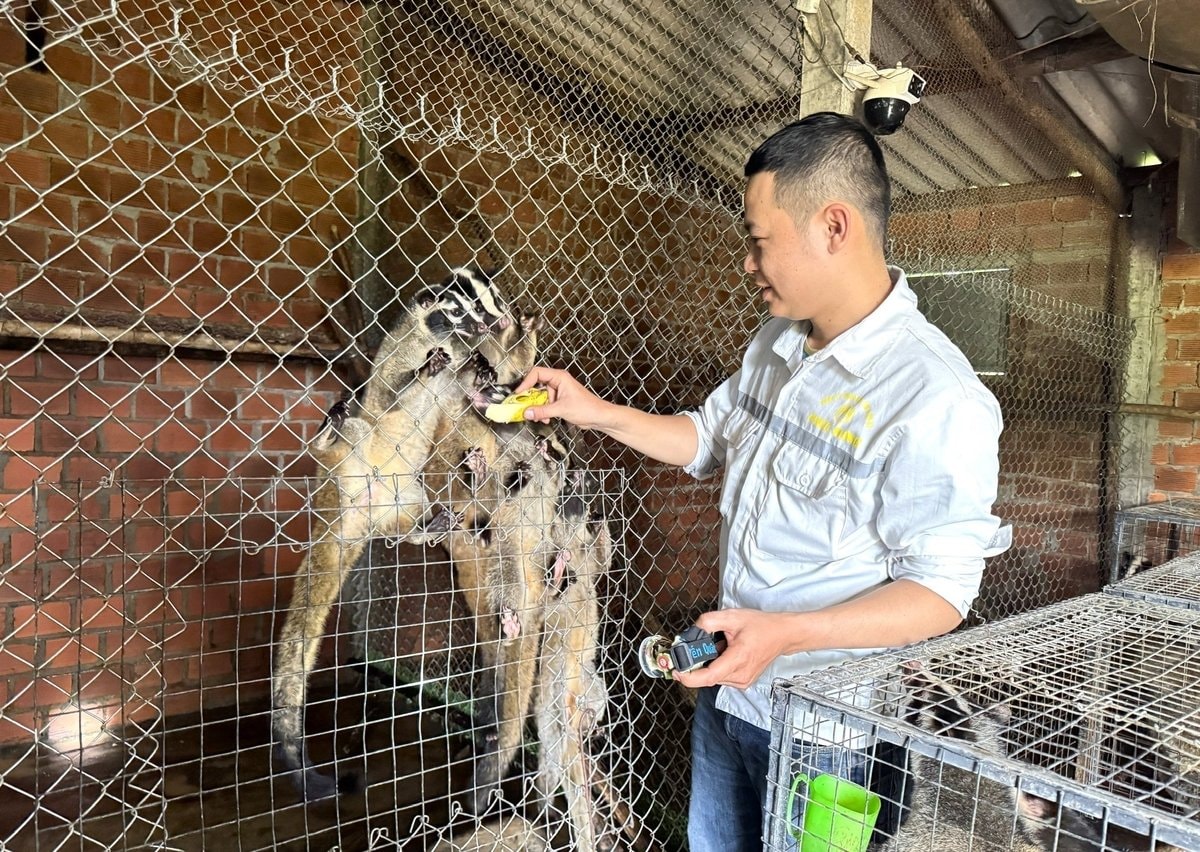 Anh Bình đang kiểm tra những chú chồn mốc nuổi trong nhà