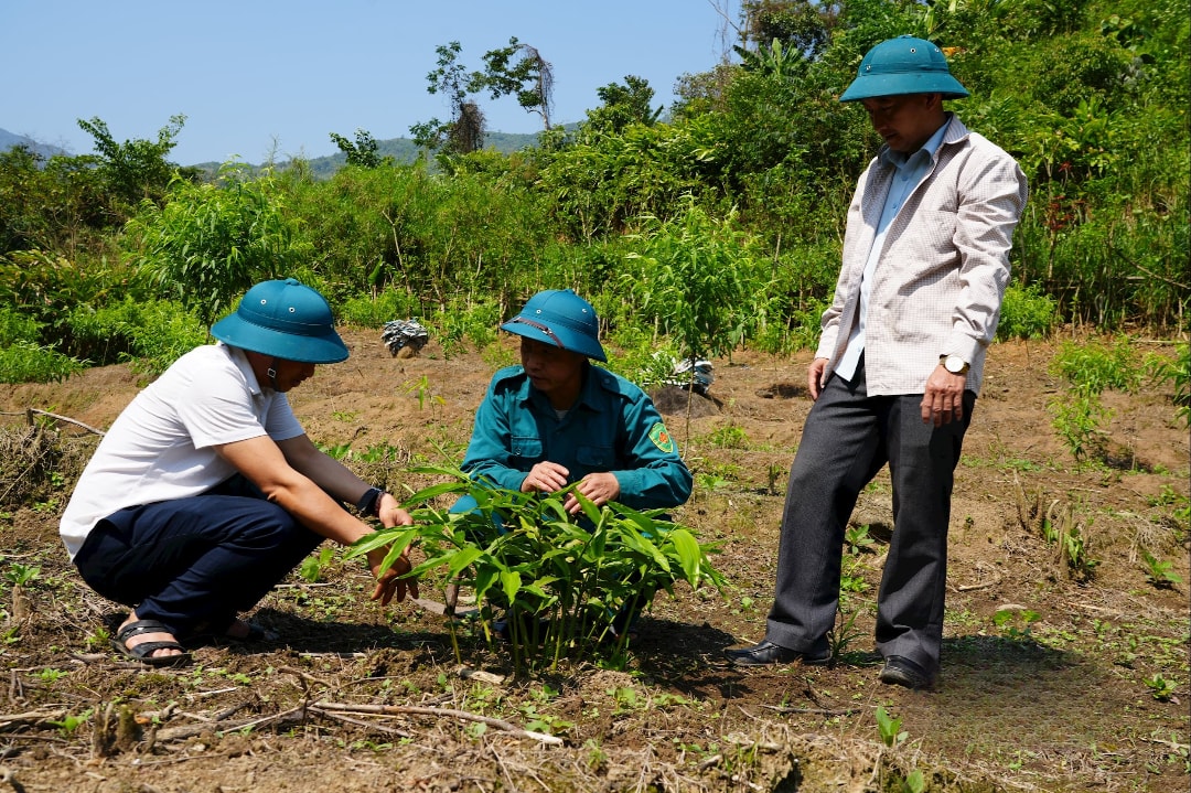Cây sa nhân tím Nghệ An (1)