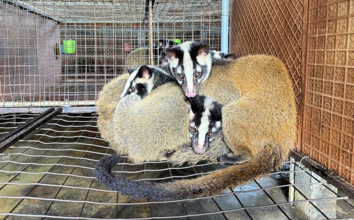 Chồn mốc khá dễ nuôi và chăm sóc