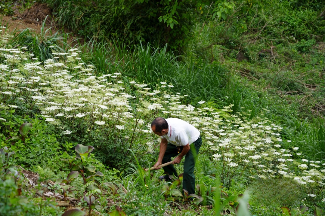 Người nông dân đang trồng sâm đương quy (1)