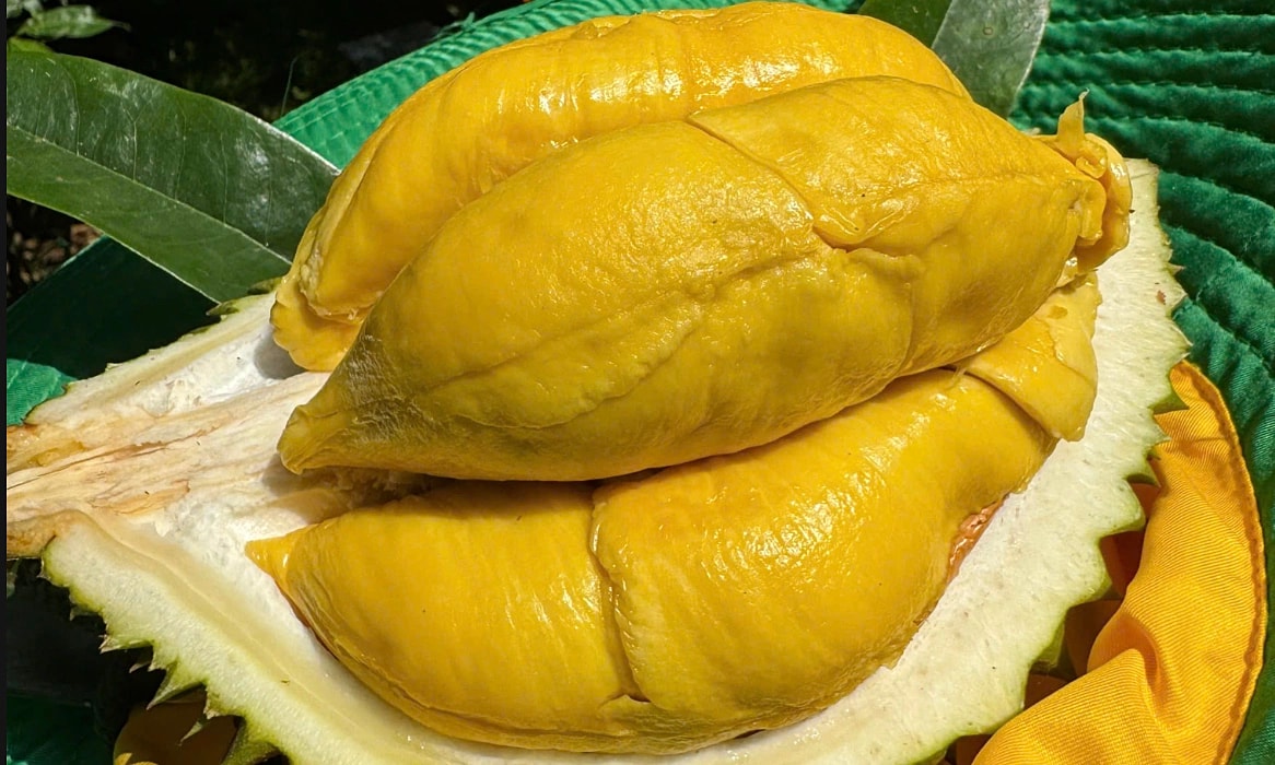 giá sầu riêng 16