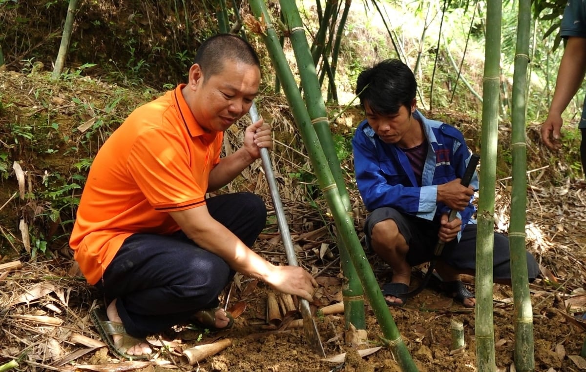 Anh Quang đang kiểm tra từng gốc măng
