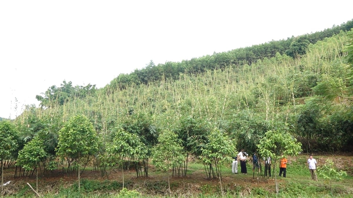 Măng lục trúc nhà anh Quang