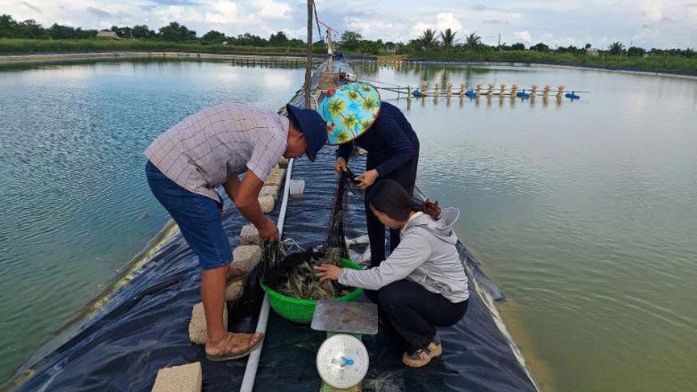 Người nông dân đang kiểm tra chất lượng tôm sú