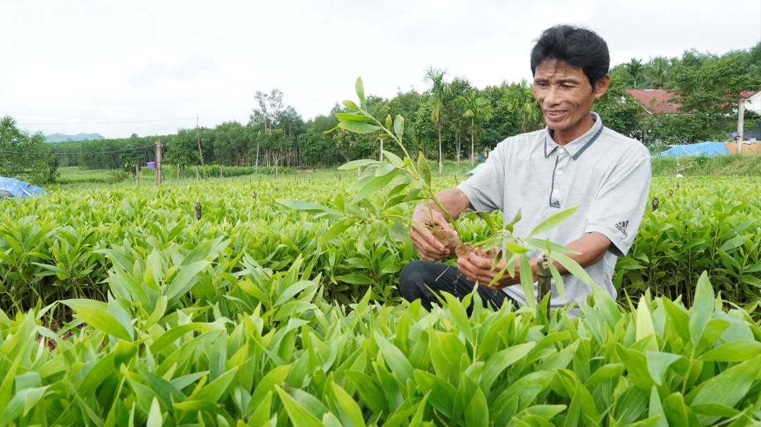 Ông Nguyễn Quang có thu nhập tốt nhờ trồng keo (1)