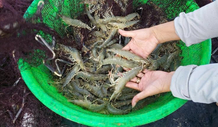 Tôm có kích thước lớn, chất lượng tốt