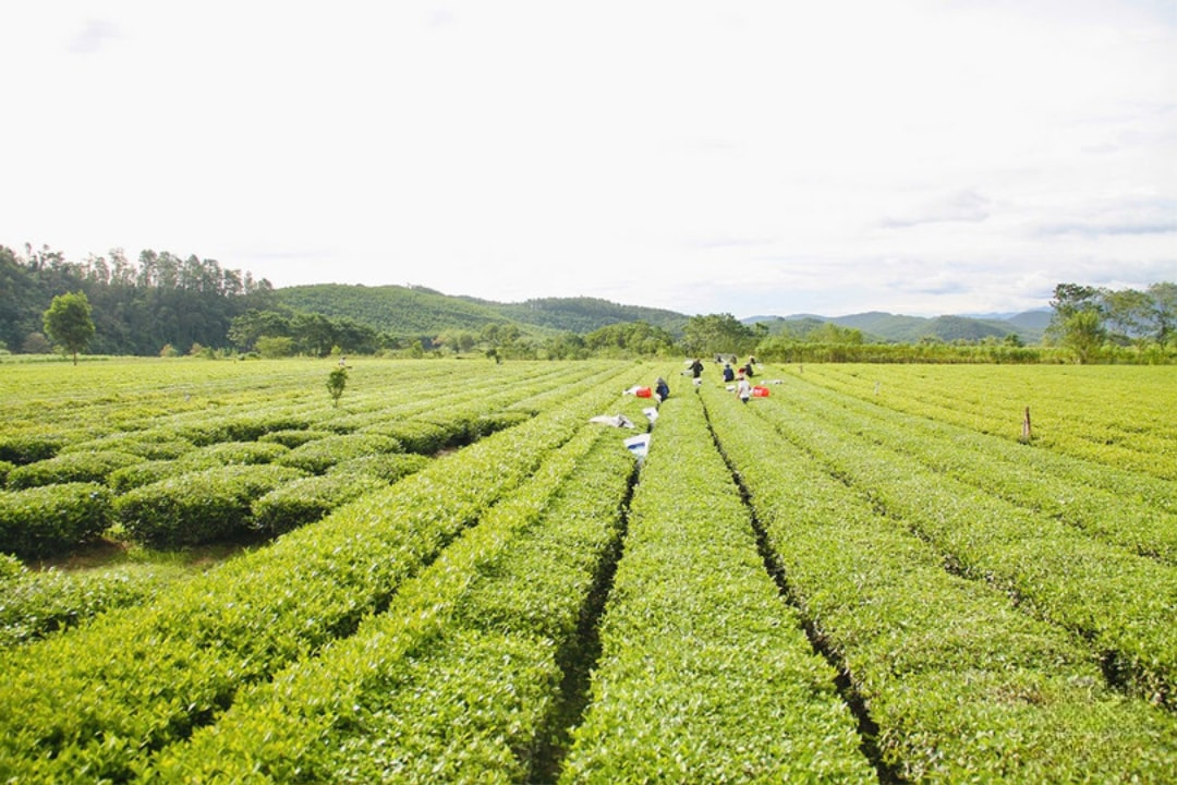 Mô hình chè đang phát huy hiệu quả rõ rệt, người nông dân tăng cao thu nhập (1)