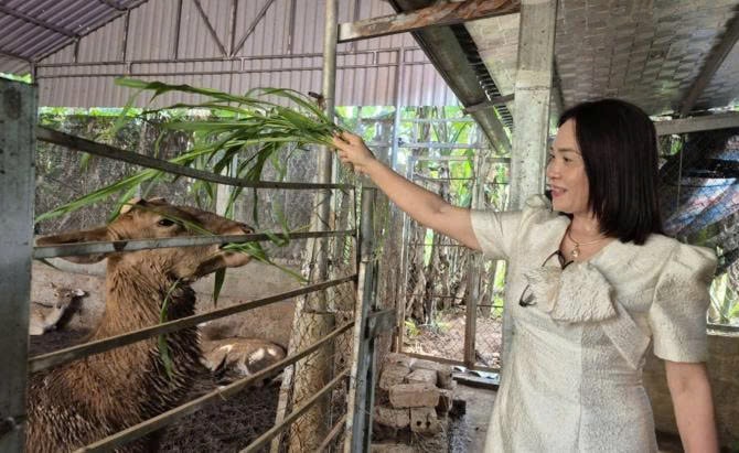 Nuôi dê mang lại thu nhập trái tay lớn cho gia đình bà Giang