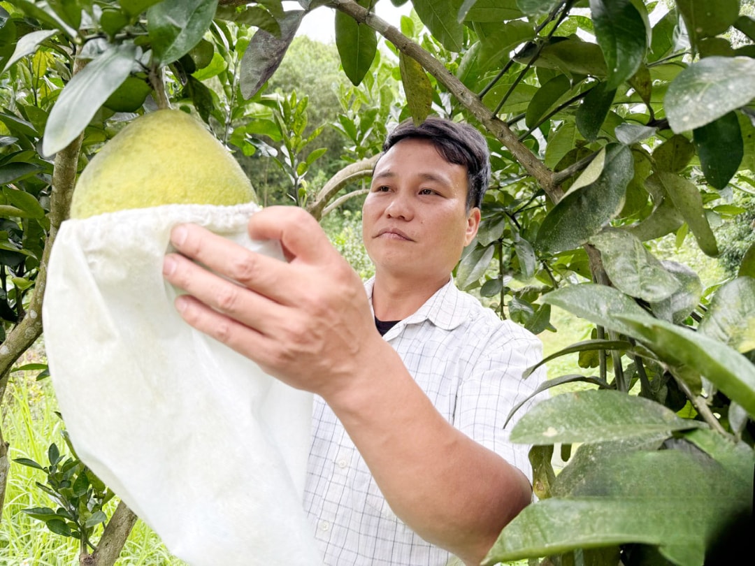 Anh Tuyên tại vườn trồng bưởi nhà mình (1)