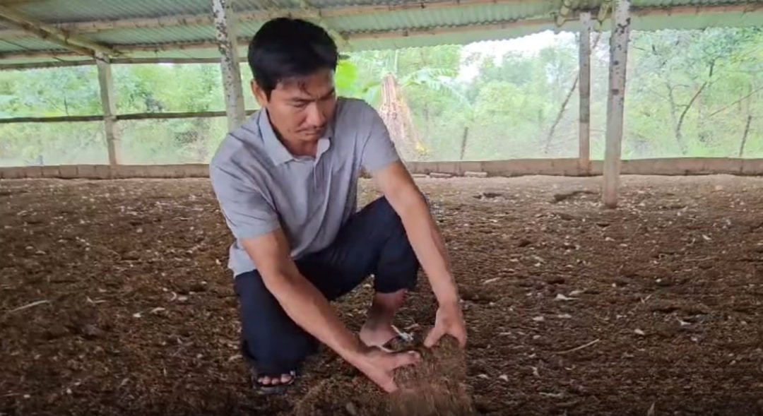 Chuồng vịt được lót trấu để tránh ẩm thấp