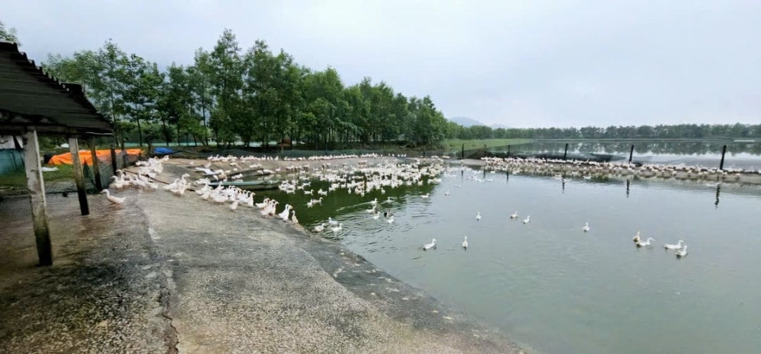 Nơi nuôi vịt được quy hoạch lại chắc chắn, gọn gàng (1)