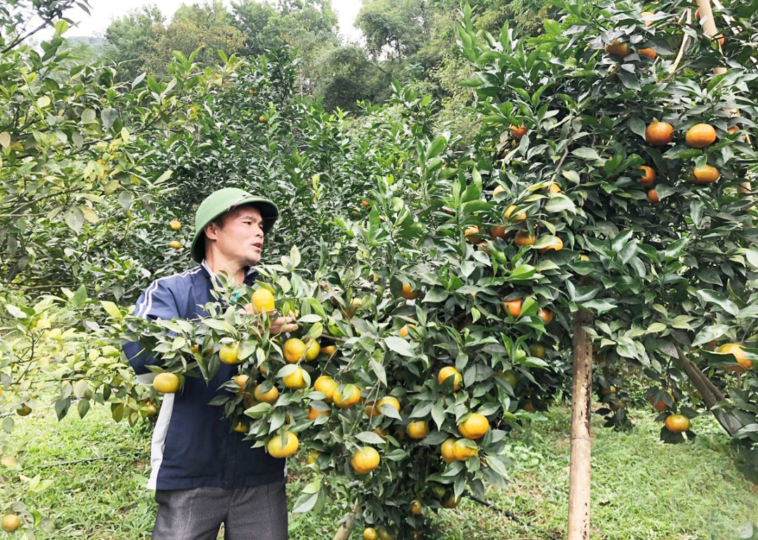 Vườn quýt nhà anh Dương (1)