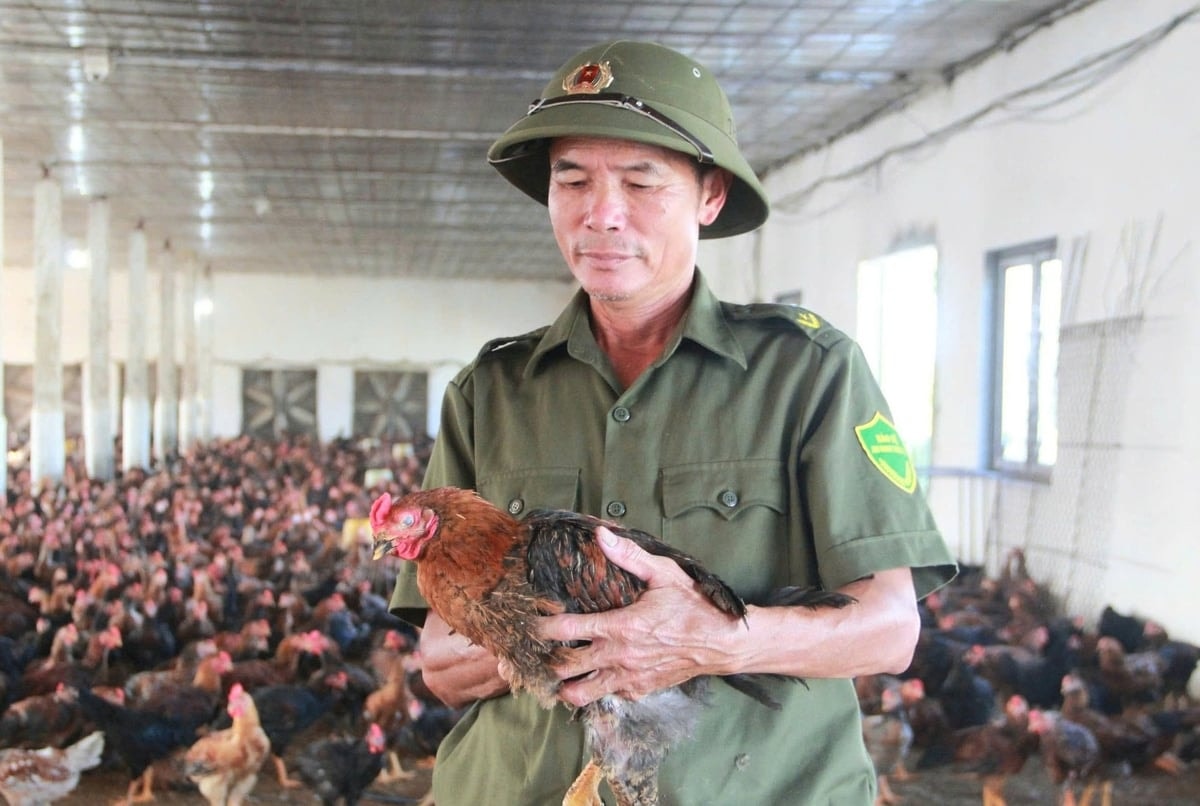 Nhờ mô hình nuôi gà lai chọi mà nhiều nông dân có sinh kế ổn định