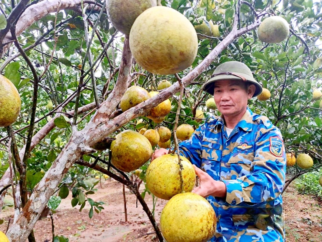 Ông Xuân tại vườn bưởi diễn của mình trồng (1)
