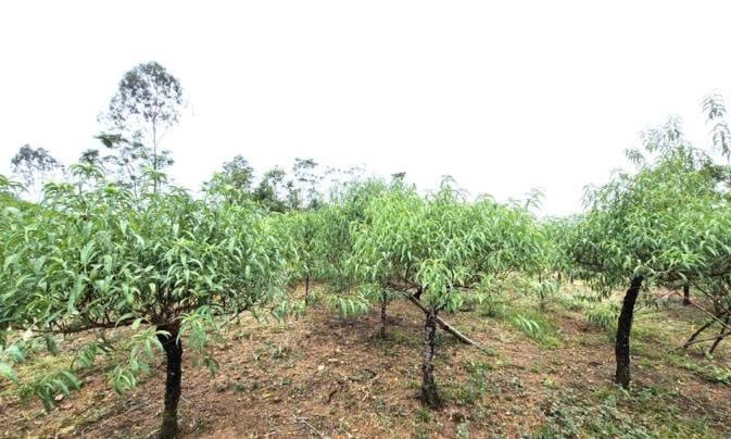 Khu vực trồng đào