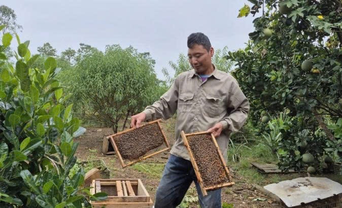 Nuôi ong được xen kẽ với trồng cây