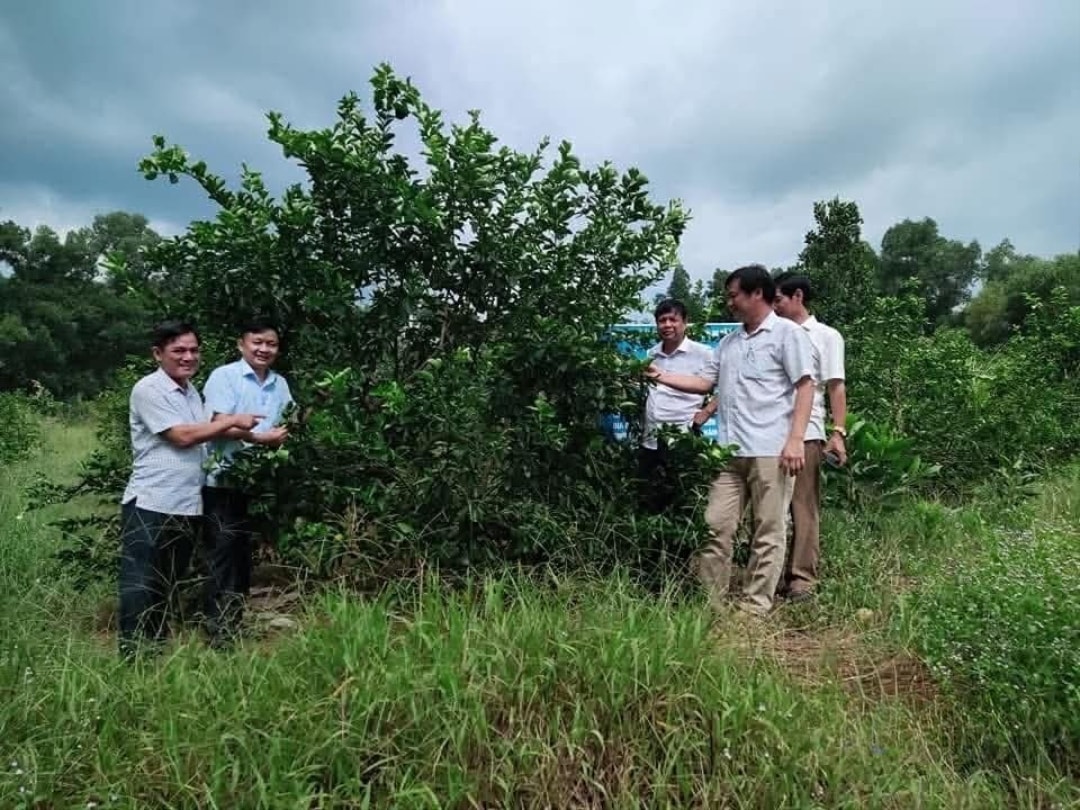Nhiều hộ dân đã chuyển sang trồng chanh không hạt