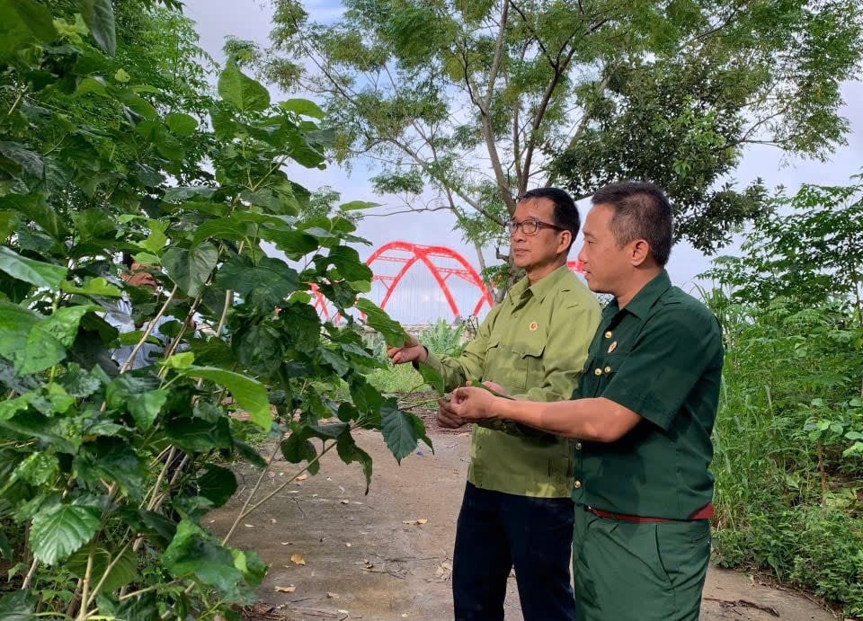 Nghề nuôi tằm đang mang lại cuộc sống đầy đủ, khấm khá hơn