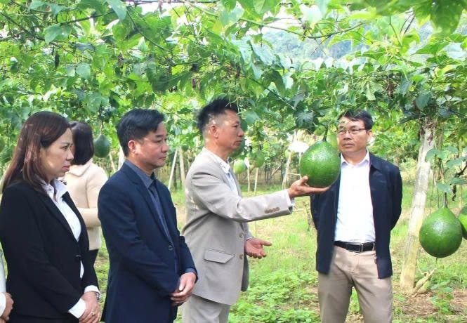 Mô hình này đang được nhiều hộ dân khác trong vùng áp dụng