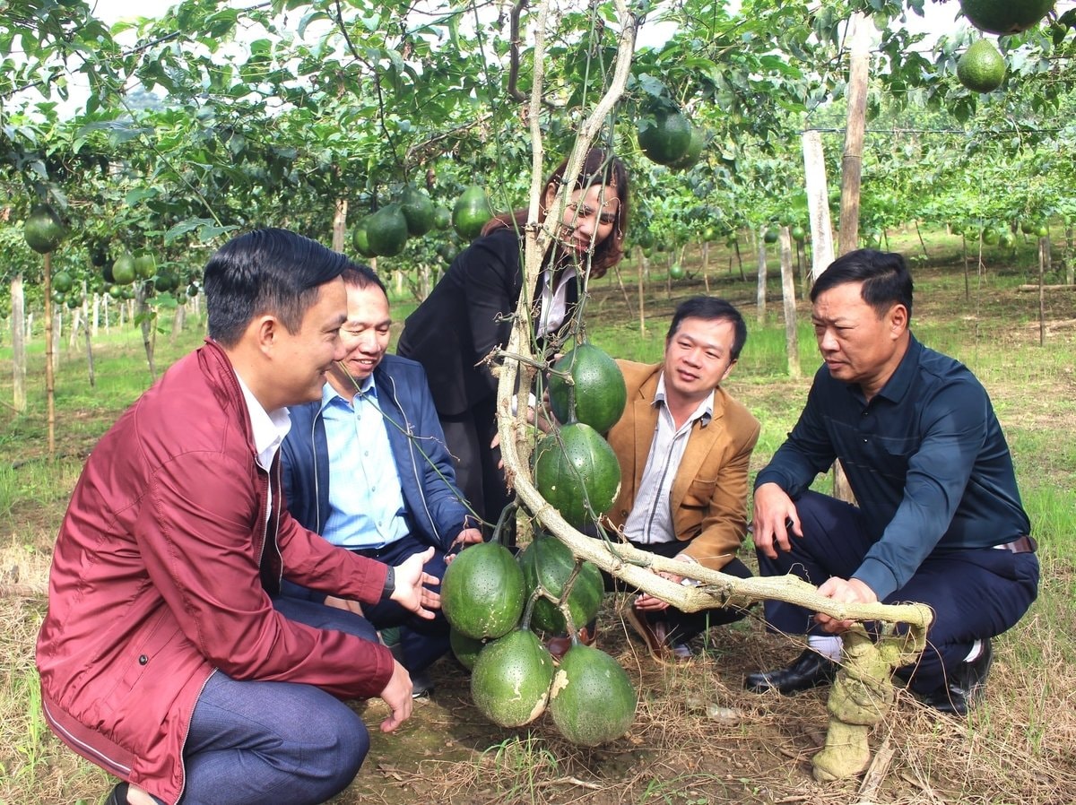 Vườn trồng gấc cao sản
