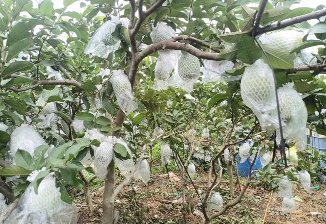 Cây ổi đã giúp nhiều hộ nông dân tại An Phong đổi đời