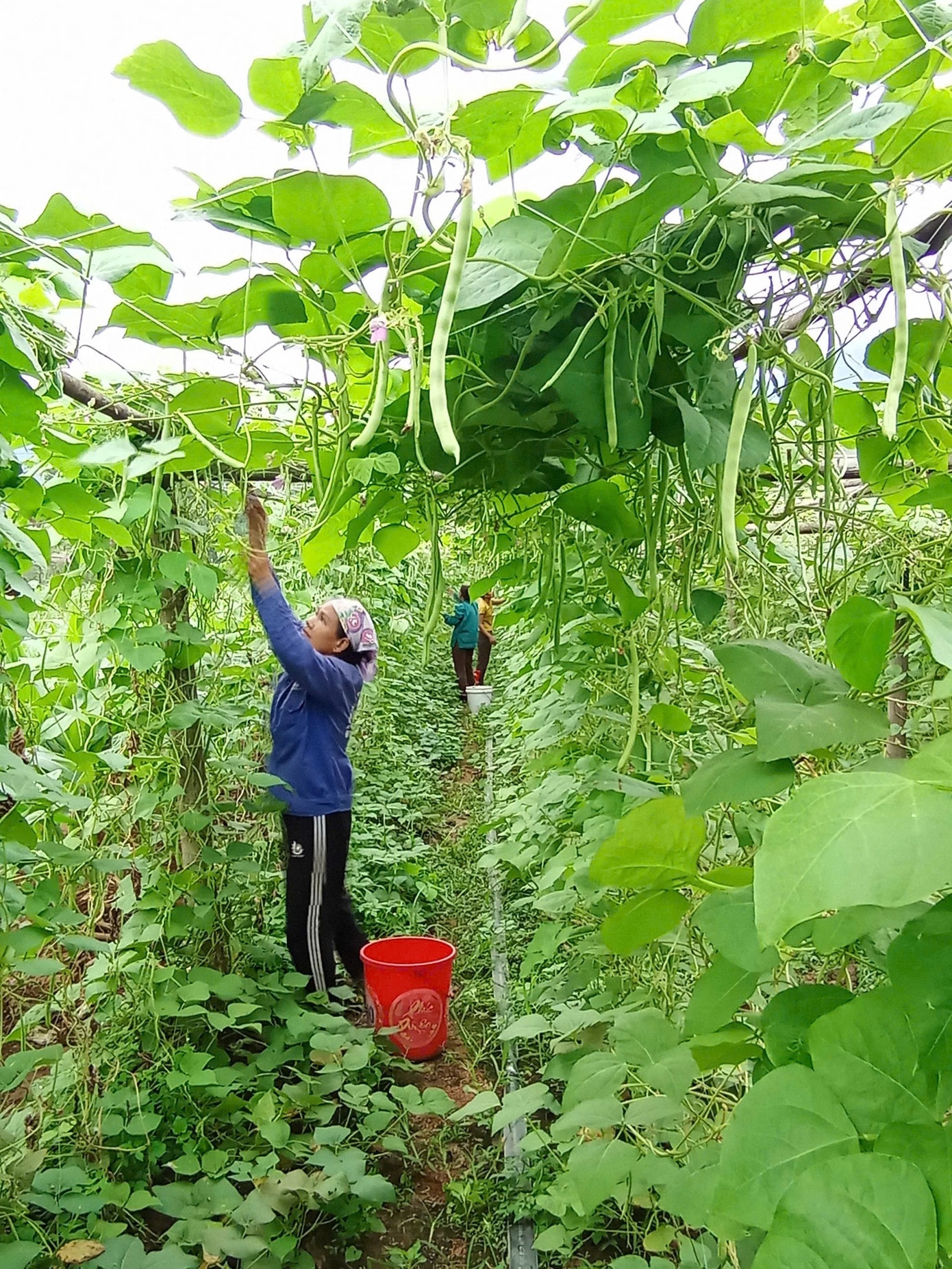 Một vườn trồng đậu tại An Bình